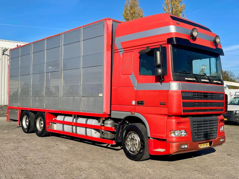 DAF XF 95.430 BERDEX 3 decks. Water, fans, Scales! Excellent condition. - Camion bétaillère: photos 5 DAF XF 95.430 BERDEX 3 decks. Water, fans, Scales! Excellent condition. - Camion bétaillère: photos 5