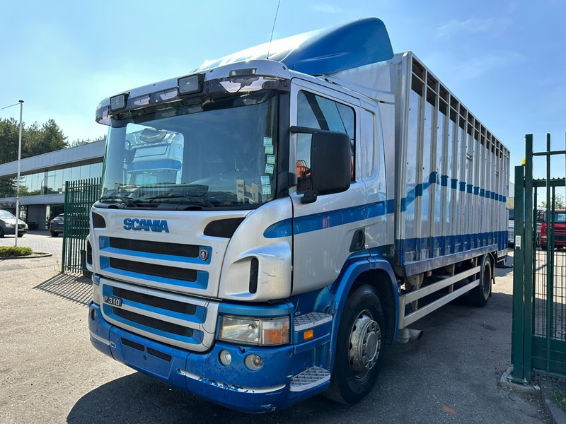 Scania P310 4x2 LIVESTOCK / VEEWAGEN / TIERTRANSPORT / BETAILLERE - ALU BOX 7m - MANUAL - A/C - BELGIAN TRUCK - Camion bétaillère: photos 3 Scania P310 4x2 LIVESTOCK / VEEWAGEN / TIERTRANSPORT / BETAILLERE - ALU BOX 7m - MANUAL - A/C - BELGIAN TRUCK - Camion bétaillère: photos 3