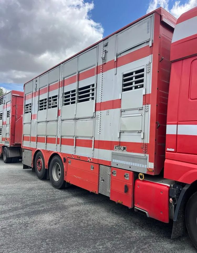 DAF XF 530 + Przyczepa Pezzaoli - 3X Trzoda, 2 X Bydło I 3 poziomy I Podnoszony dach I Hydroburta I Osie Skrętne I Poidła I Wentylatory I Pilot Manualny | - Camion bétaillère: photos 3 DAF XF 530 + Przyczepa Pezzaoli - 3X Trzoda, 2 X Bydło I 3 poziomy I Podnoszony dach I Hydroburta I Osie Skrętne I Poidła I Wentylatory I Pilot Manualny | - Camion bétaillère: photos 3