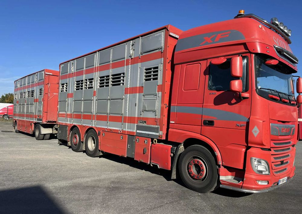 DAF XF 530 + Przyczepa Pezzaoli - 3X Trzoda, 2 X Bydło I 3 poziomy I Podnoszony dach I Hydroburta I Osie Skrętne I Poidła I Wentylatory I Pilot Manualny | - Camion bétaillère: photos 2 DAF XF 530 + Przyczepa Pezzaoli - 3X Trzoda, 2 X Bydło I 3 poziomy I Podnoszony dach I Hydroburta I Osie Skrętne I Poidła I Wentylatory I Pilot Manualny | - Camion bétaillère: photos 2