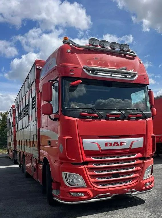 DAF XF 530 + Przyczepa Pezzaoli - 3X Trzoda, 2 X Bydło I 3 poziomy I Podnoszony dach I Hydroburta I Osie Skrętne I Poidła I Wentylatory I Pilot Manualny | - Camion bétaillère: photos 5 DAF XF 530 + Przyczepa Pezzaoli - 3X Trzoda, 2 X Bydło I 3 poziomy I Podnoszony dach I Hydroburta I Osie Skrętne I Poidła I Wentylatory I Pilot Manualny | - Camion bétaillère: photos 5