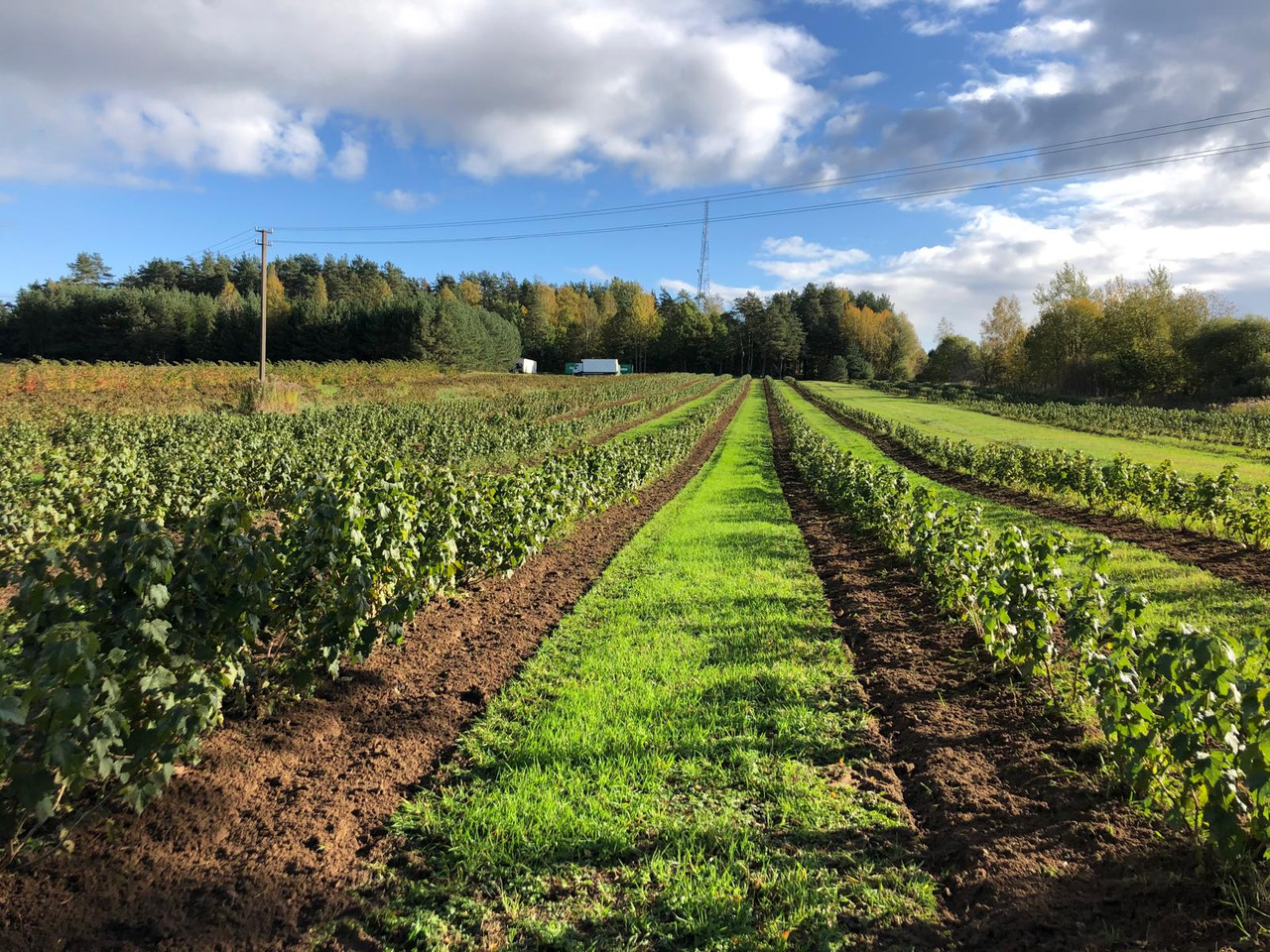 Bineuse neuf Berrypark Roll- und Fingerhacke / Orchard Weeder / Sarcleuse arboricole / Pielnik sadowniczy: photos 13 Bineuse neuf Berrypark Roll- und Fingerhacke / Orchard Weeder / Sarcleuse arboricole / Pielnik sadowniczy: photos 13